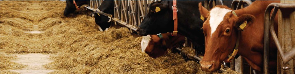 מאוורר לרפת slide2